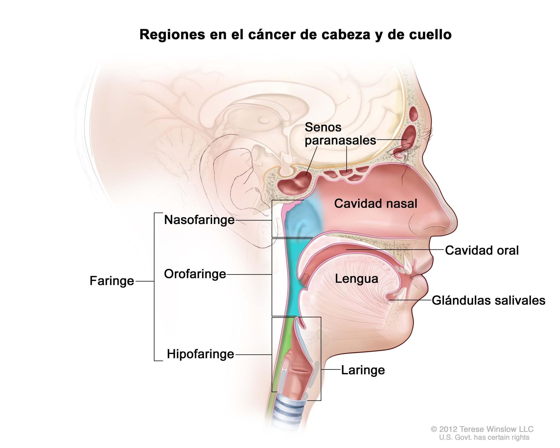 Cáncer de cabeza y cuello